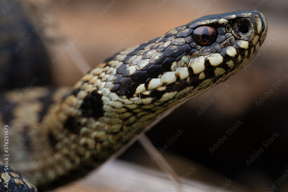 Vipère péliade (Vipera berus) Vipère péliade (Vipera berus)