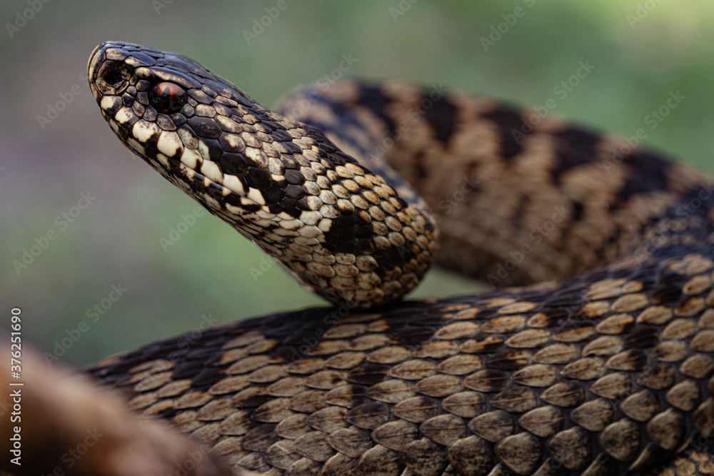 Vipère péliade (Vipera berus) Vipère péliade (Vipera berus)