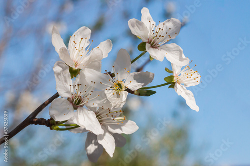 ricordi di primavera photo