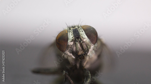 Testa mosca  macro che osserva con grandi occhi © Sebàstian