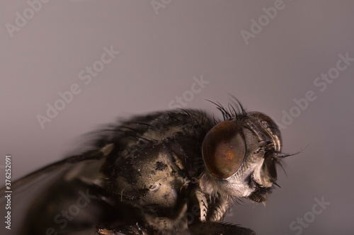 Mosca macro  che osserva con grandi occhi photo