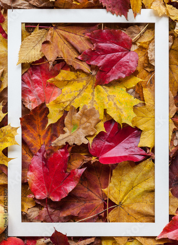 Wallpaper Mural Flat white lying A4 frame in front of an autumn composition with colorful leaves and autumnal decoration background template frame season thanksgiving invitation social media marketing feel good Torontodigital.ca