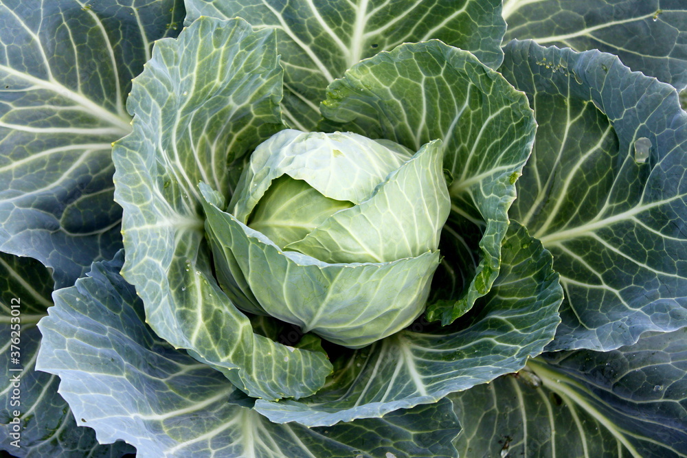 Fresh cabbage from the field. View of green cabbage plants. Vegetarian food. Fresh green cabbage grown in a vegetable farm. Fresh cabbage from the field. View of green cabbage plants. Vegetarian food. Fresh green cabbage grown in a vegetable farm.