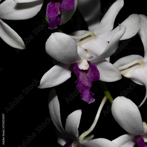 Background is Darkness Orchid 5