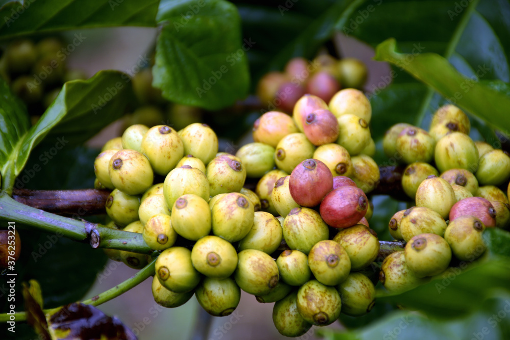 bunch of coffee beans on a branch bunch of coffee beans on a branch