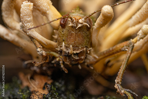 Cordyceps sur sauterelle