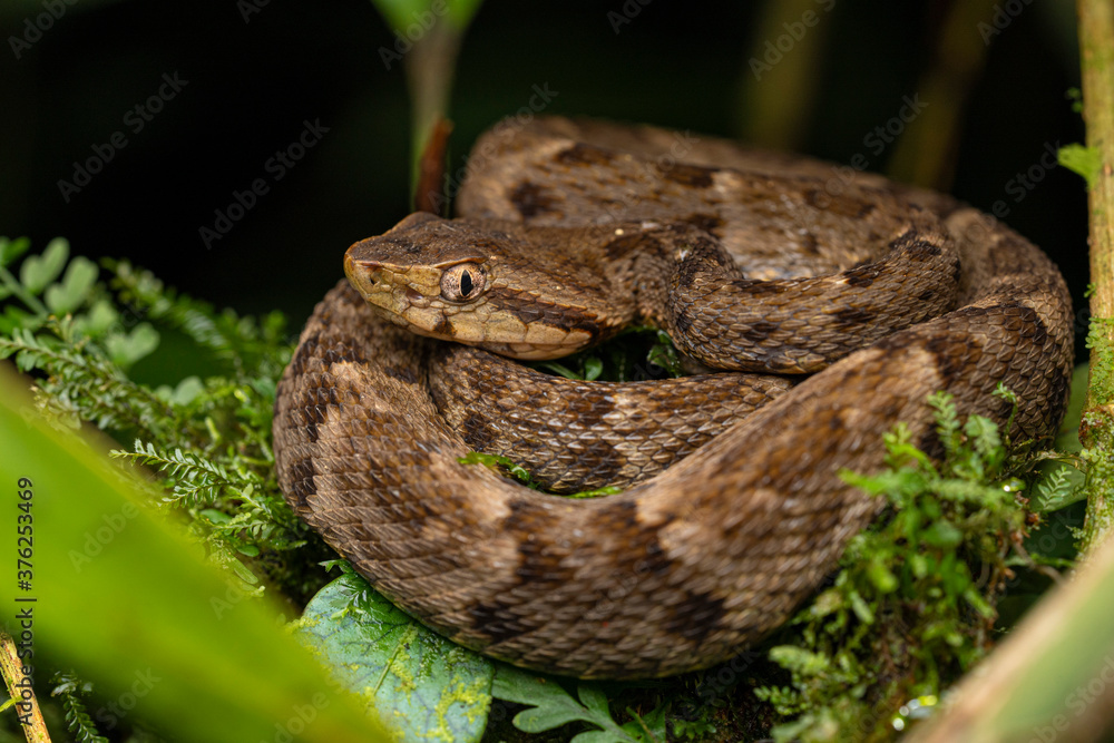 Serpent Bothrops atrox, Equateur Serpent Bothrops atrox, Equateur