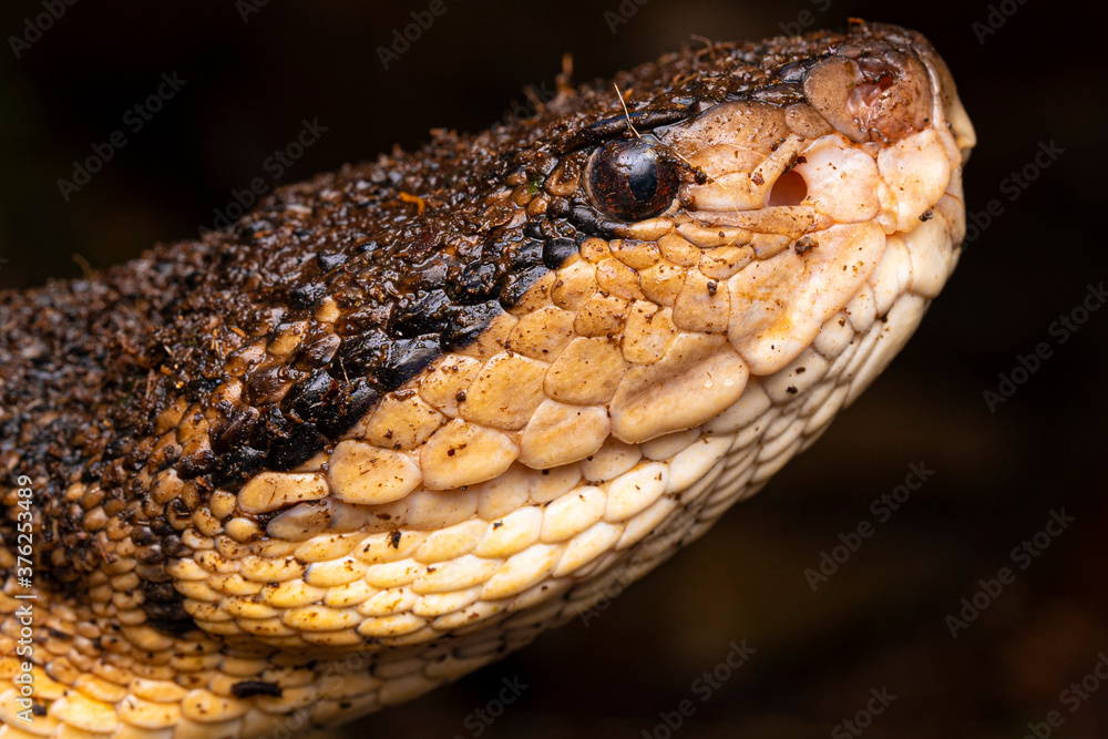 Fototapeta premium Serpent Lachesis muta, Equateur