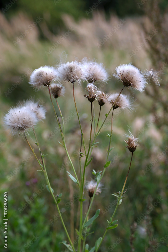 withering plants in the first days of autumn