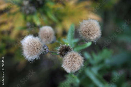 top view of a dry fluffy inflorescence