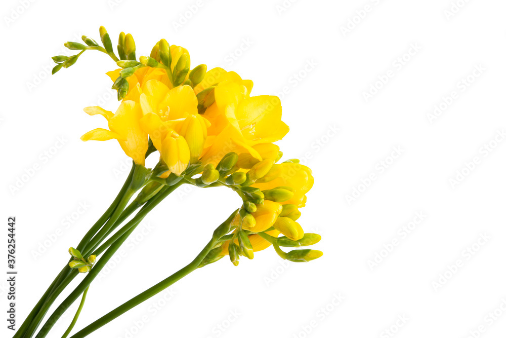 yellow freesia flower isolated