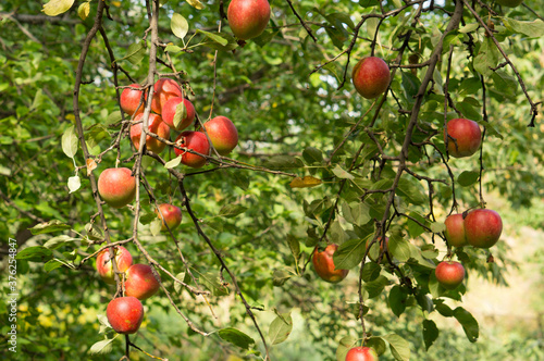 Beautiful fruits  Apples on the branches. Beautiful apples in the garden on the tree.