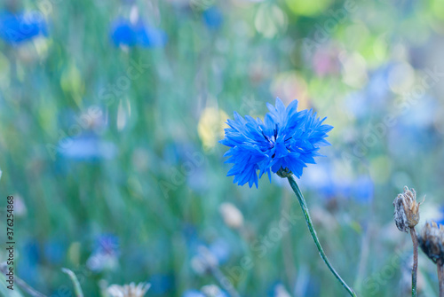 Blue knapweed flower blooming in a garden. Beautiful colofull blurred art background