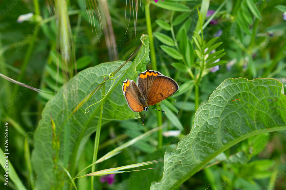 Copper butterfly resting on leaf Copper butterfly resting on leaf