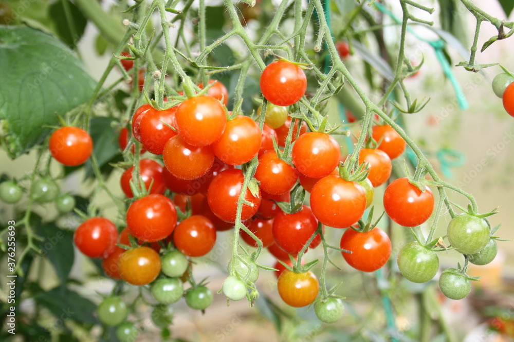 a bunch of cherry tomatoes