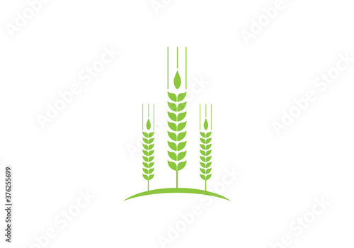 wheats ears icons and wheat logo design elements for beer, organic fresh food corn farm, bakery themed agriculture