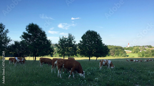 Fototapeta Naklejka Na Ścianę i Meble -  cows are eating on the .pasture