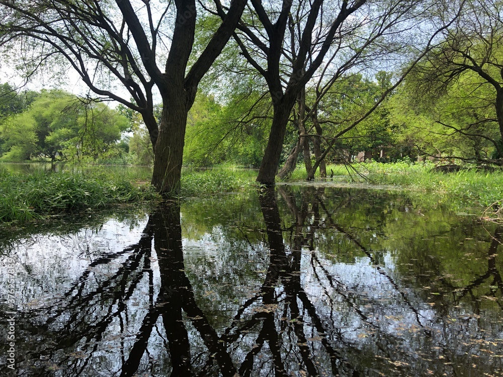 reflection of trees in the water reflection of trees in the water