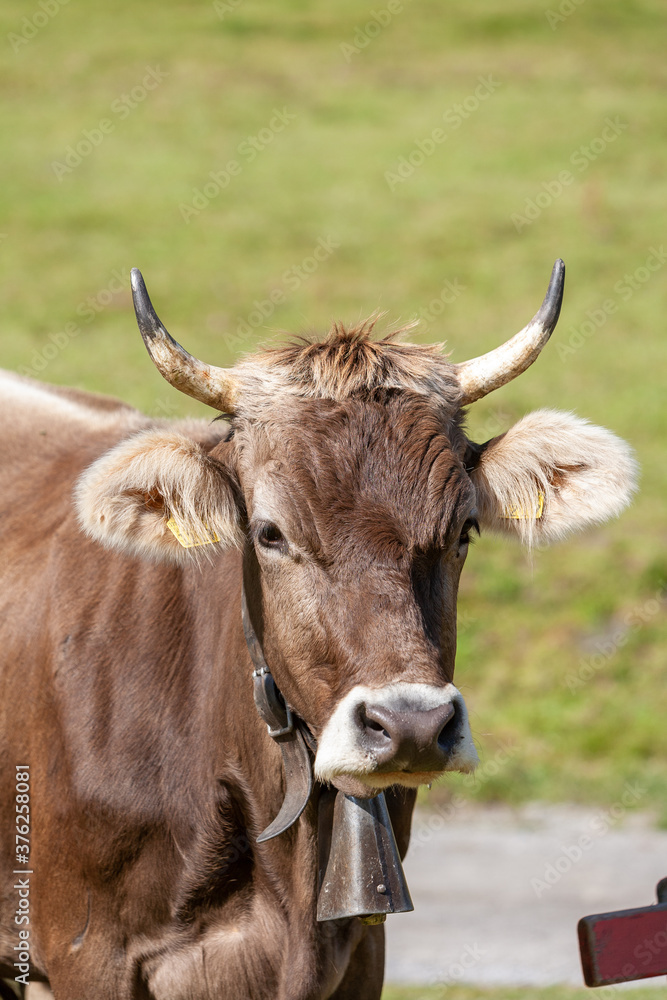 Close Up Brown Cow in Field in Swiss Alps Close Up Brown Cow in Field in Swiss Alps