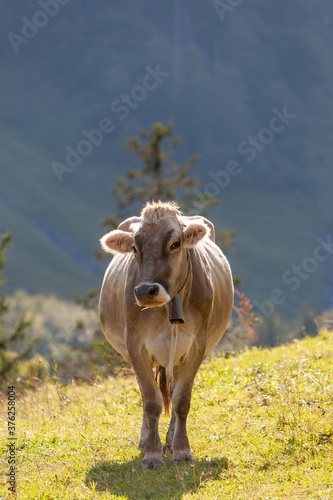 Cow in Field in Swiss Alps, in canton Graubunden