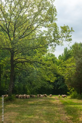 A flock of sheep grazing in an oak forest on a lawn on a summer morning farming