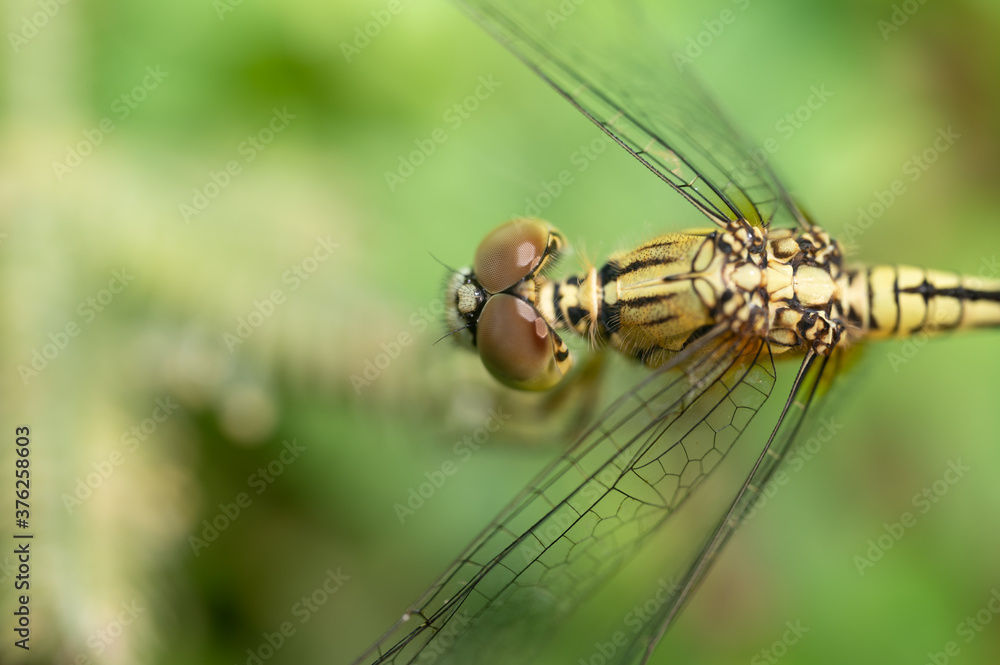 Selective focus dragonfly eye on the tree.Insect flying on green grass background.Macro shooting concept. Selective focus dragonfly eye on the tree.Insect flying on green grass background.Macro shooting concept.