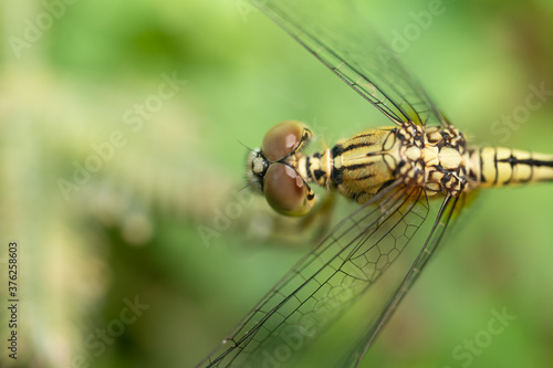 Selective focus dragonfly eye on the tree.Insect flying on green grass background.Macro shooting concept.