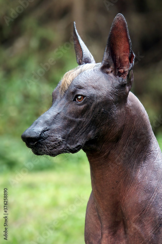 Close up portrait of strong beautiful dog of rare breed named Xoloitzcuintle, or Mexican Hairless, standard size. Bronze skin, ginger Mohawk on the head. Outdoors, green park background.
