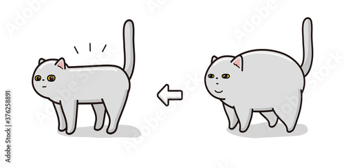 ダイエットに成功をした猫　ビフォアアフター