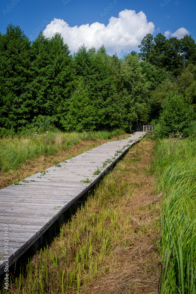Wooden pathway going through marshland area (Olszowieckie Bloto) ends in forest. Kampinos National Park, Poland, Europe.