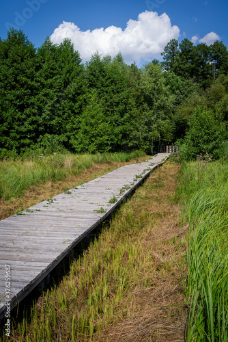 Wooden pathway going through marshland area (Olszowieckie Bloto) ends in forest. Kampinos National Park, Poland, Europe. © Fotema