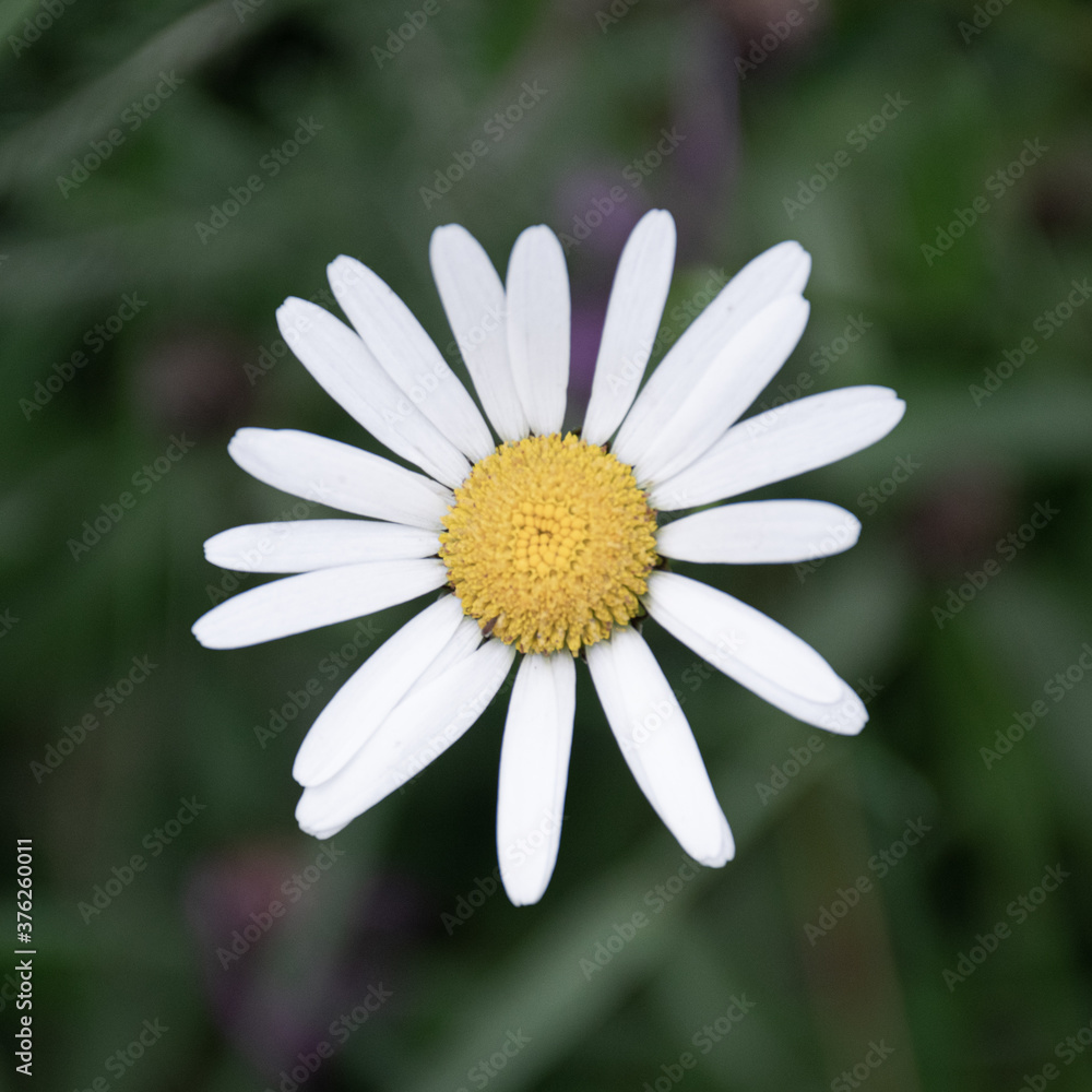 Fototapeta premium Margeriten