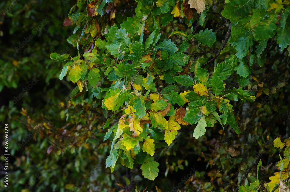 Herbst! Herbst!