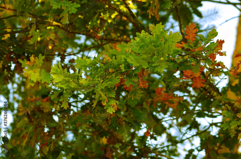 Herbst! Herbst!