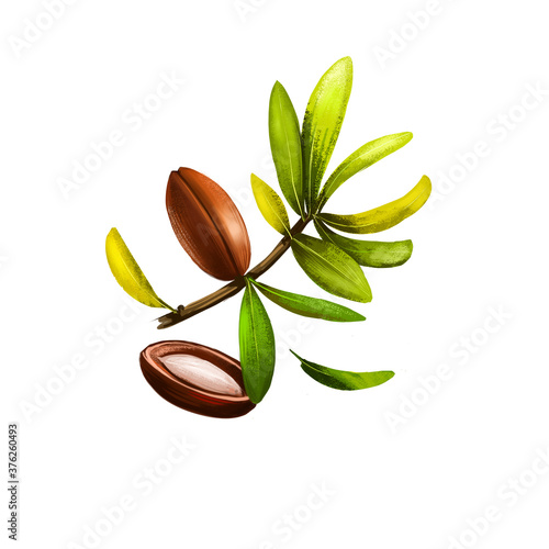 Argan nut or Argania spinosa isolated on white background. Organic healthy food. Digital art with paint splashes drops effect. Graphic clip art for design, web and print. Hand drawn illustration. photo