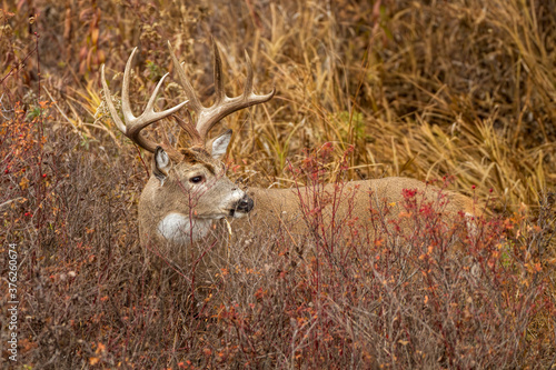 White-tailed Buck in the Thicket