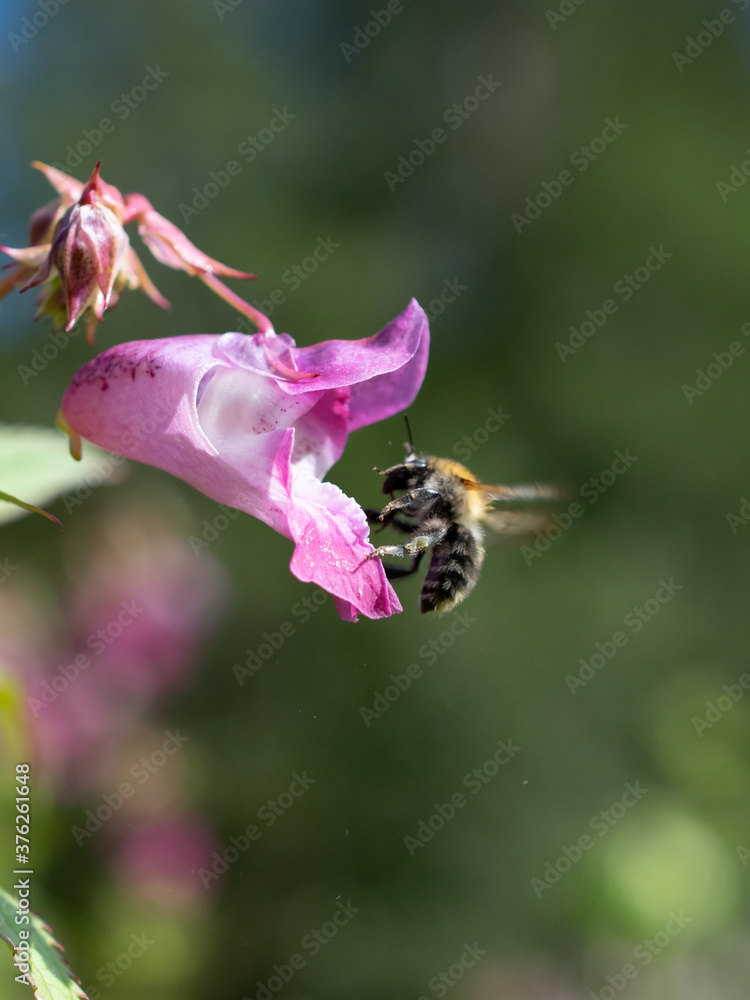 Fototapeta premium Eine Honigbiene bestäubt Springkraut