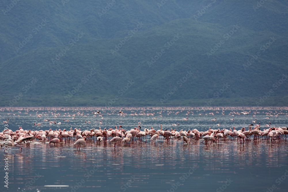 Flocks of Lesser Flamingos feeding at Lake Bogoria, Kenya