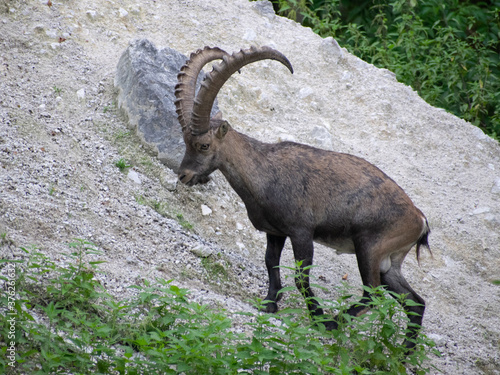 Steinbock