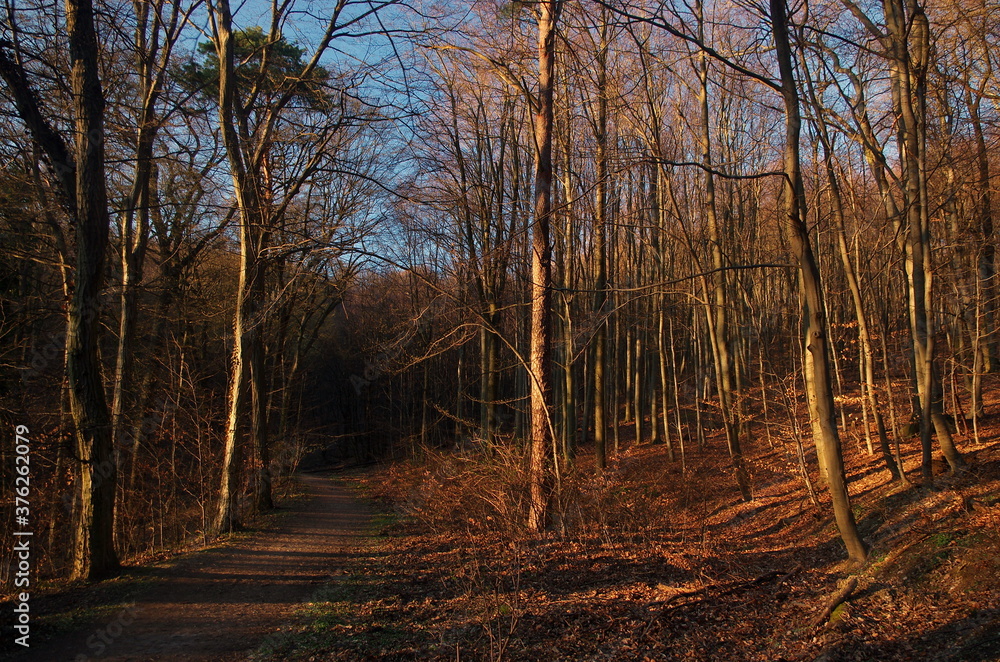 Autumn Forrest, woods trees and sunlight. Beautiful autumn forest landscape. Colorful forest with sun rays through branches of trees. Scenery of fall nature with sunlight.
Autumn Forrest, woods trees and sunlight. Beautiful autumn forest landscape. Colorful forest with sun rays through branches of trees. Scenery of fall nature with sunlight.