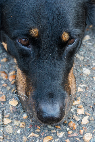 Animal de compagnie photo