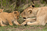 Lioness and her cub, Masai Mara