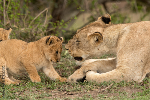 Lioness and her cub, Masai Mara