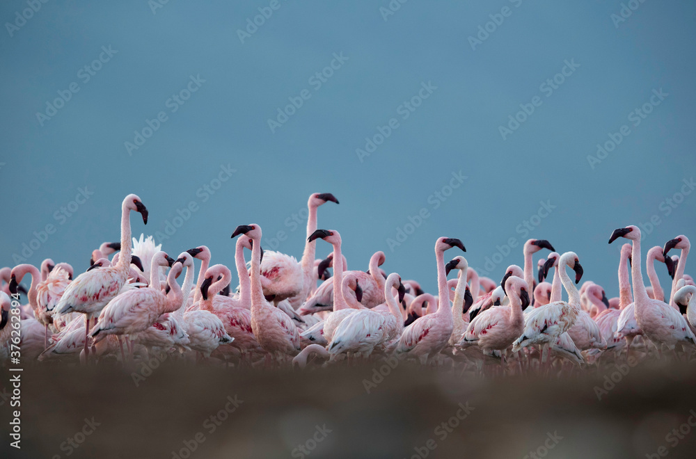 Fototapeta premium Flocks of Lesser Flamingos at Lake Bogoria, Kenya