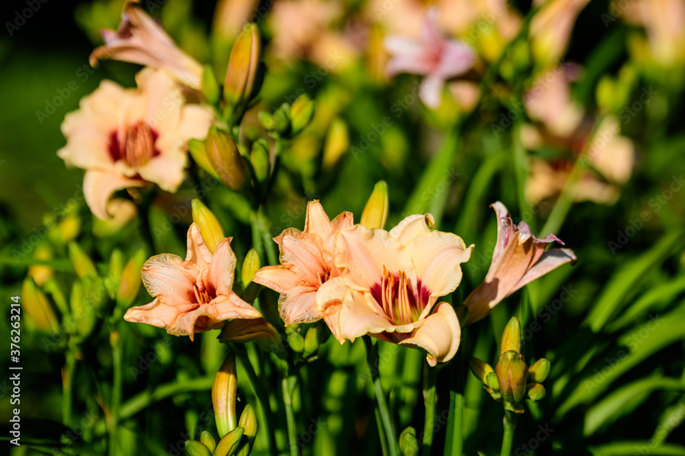 Vivid orange flowers of Hemerocallis Lilium or Lily plant in a British cottage style garden in a sunny summer day, beautiful outdoor floral background photographed with soft focus. Vivid orange flowers of Hemerocallis Lilium or Lily plant in a British cottage style garden in a sunny summer day, beautiful outdoor floral background photographed with soft focus.