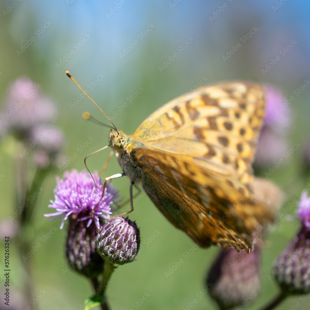 Obraz premium Kaisermantel