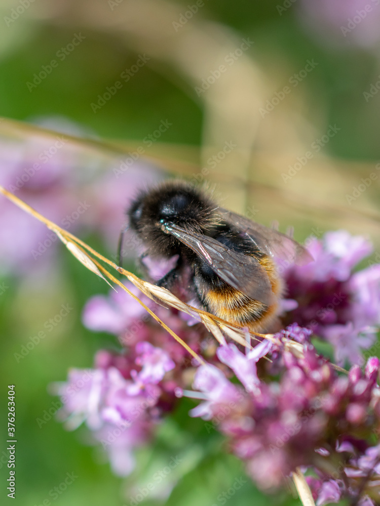 Eine Hummel auf einer lila Blüte Eine Hummel auf einer lila Blüte