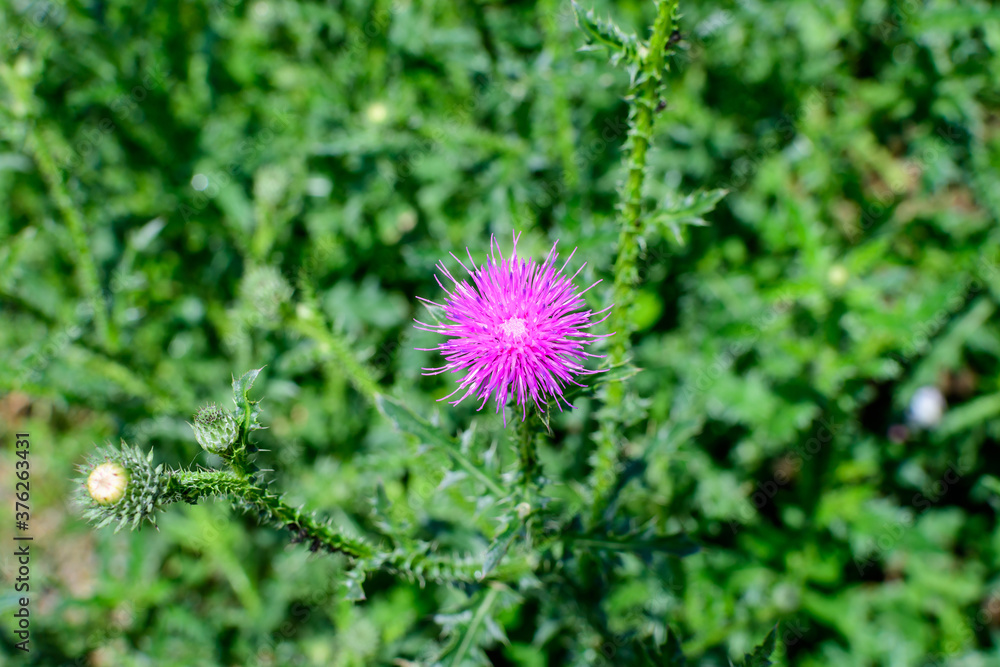 Delicate pink and purple flowers of Carduus nutans plant, commonly known as musk or nodding plumeless thistle, in a garden in a sunny summer day, national flower and symbol of Scotland, United Kingdom