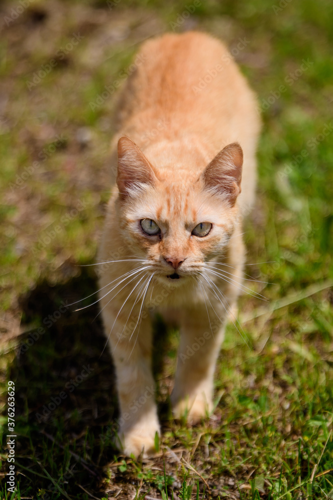 One yellow orange stray cat on a garden alley with green grass as blurred background.