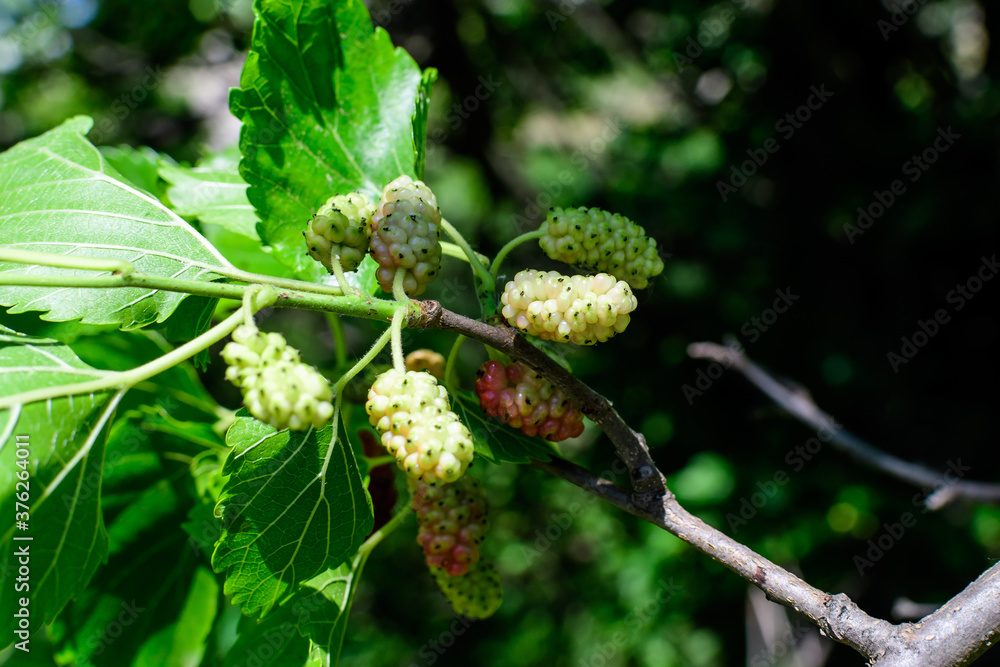 Small wild pink and white mulberries with tree branches and green leaves, also known as Morus tree, in a summer garden in a cloudy day, natural background with organic healthy food. Small wild pink and white mulberries with tree branches and green leaves, also known as Morus tree, in a summer garden in a cloudy day, natural background with organic healthy food.